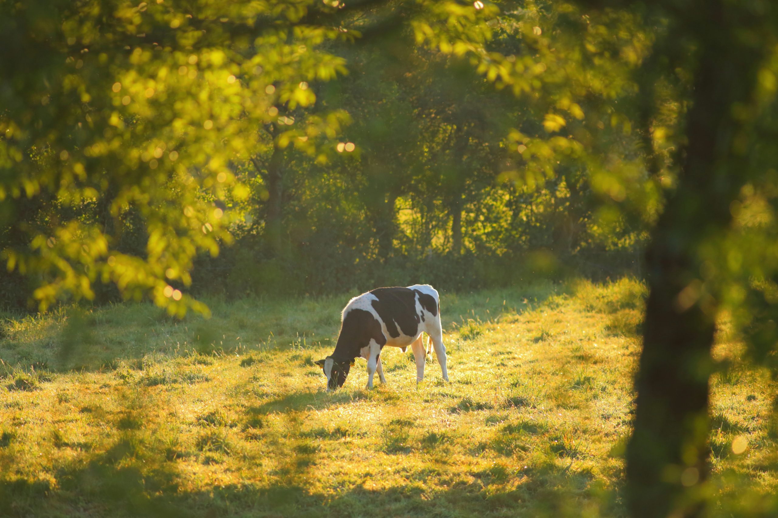 Holstein Friesian cow