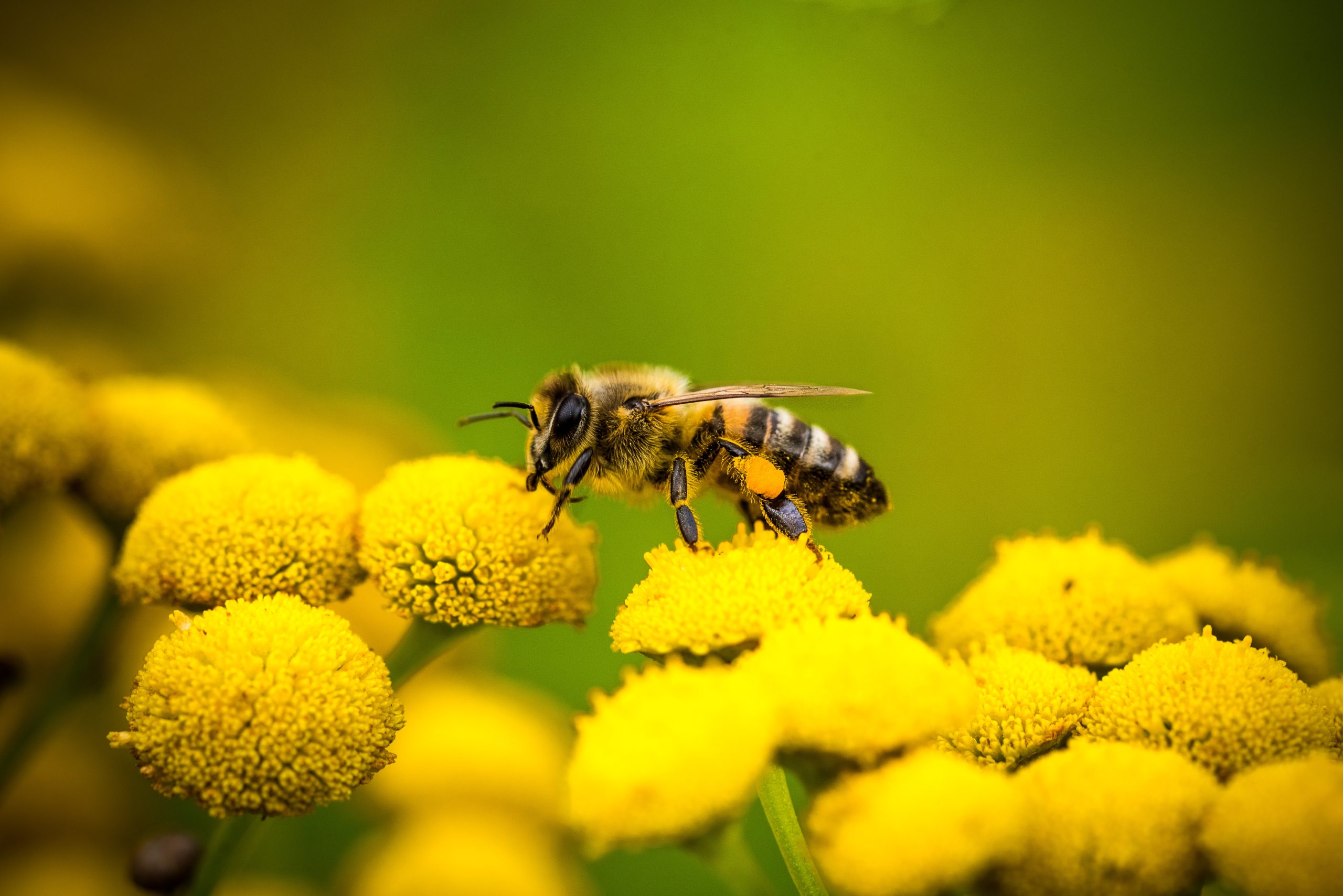 bee on a flower