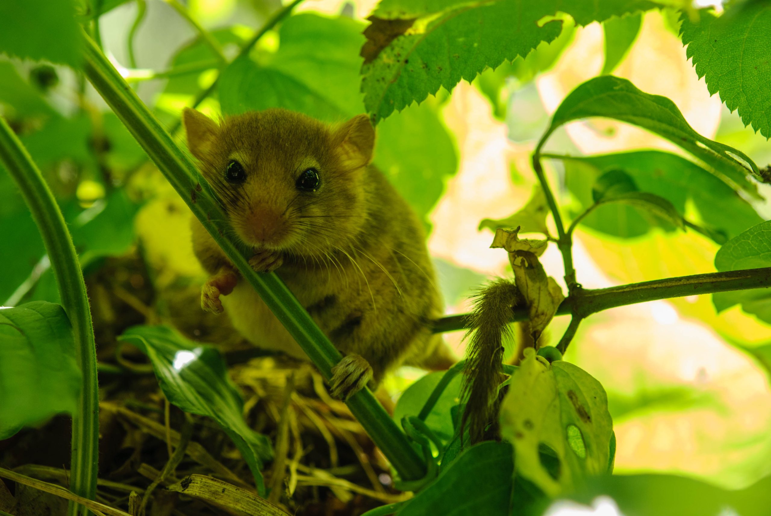Mouse in a bush